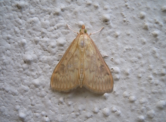 Crambidae: Ostrinia nubilalis